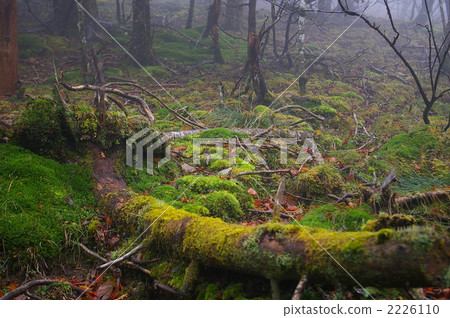 Mysterious forest 2226110