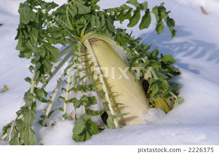 Snow and radish 2226375