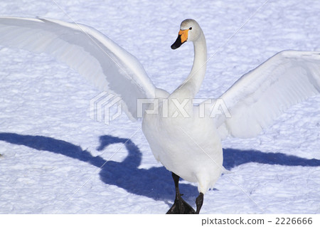 Flapping swan 2226666