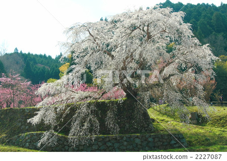 peach, weeping cherry, weeping cherry tree 2227087