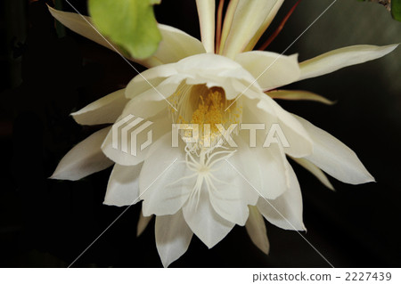 Tsukisa Tsukisa 2227439
