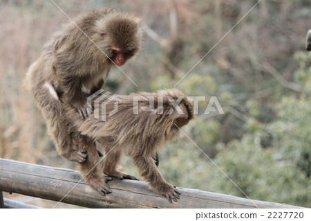 日本獼猴 猭 草食動物 2227720