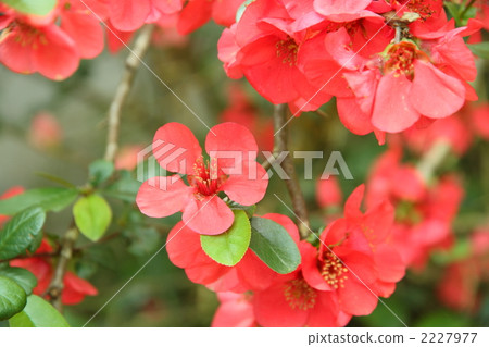 日本貼梗海棠 木瓜 花朵 2227977