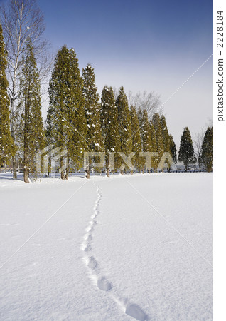 朝向防風林的腳印 2228184