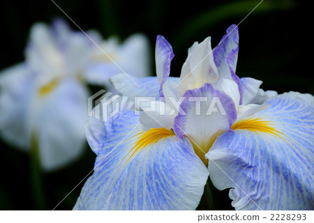 東京 鳶尾 花瓣 2228293