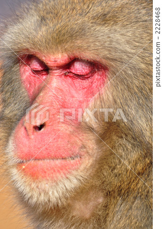 面部表情 表情 猴子 2228468