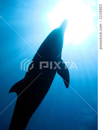 海豚 海豚 2228803