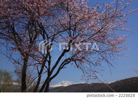 Cherry Blossoms at the Sacred Heart Park 01 2228828