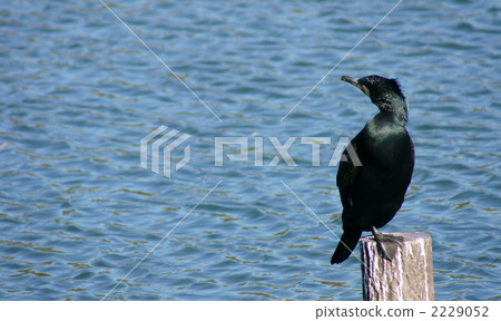 Did you call him Kawarigon? 2229052