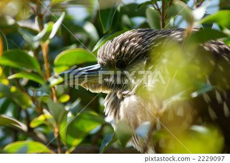 休倫巴的休息 2229097