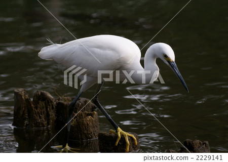 Hunting of a hare 2229141