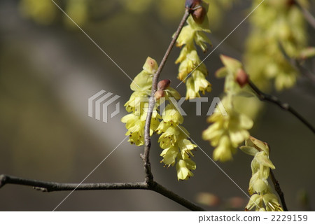 我是Tosa Mizuki Tosamizuki。 2229159