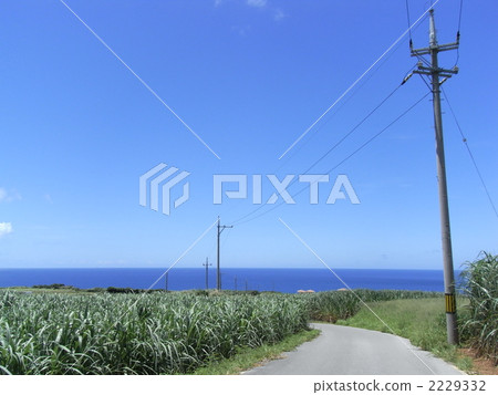 Sugar Cane field and sea 2229332
