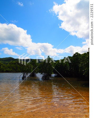 紅樹 紅樹 2229531