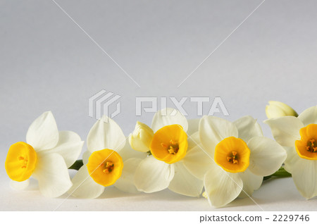 Narcissus flower 2229746