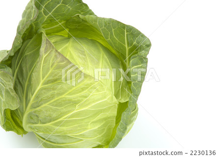 cabbage  2230136