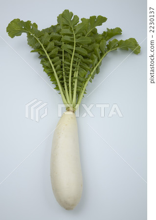 Miura Daikon 2230137