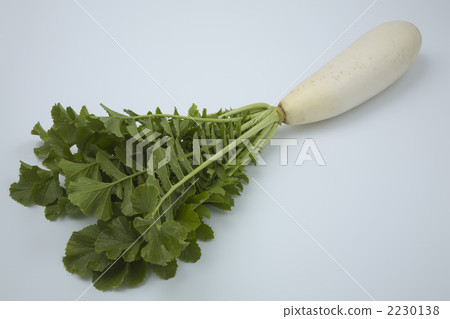 Miura Daikon 2230138