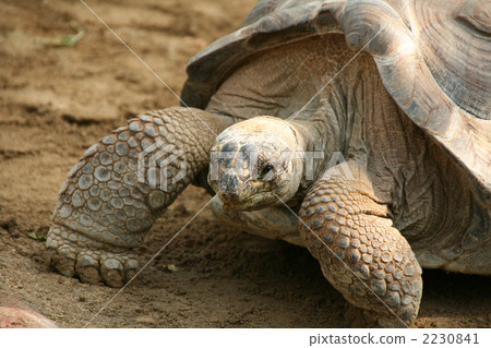 甲殼 陸生動物 烏龜 2230841