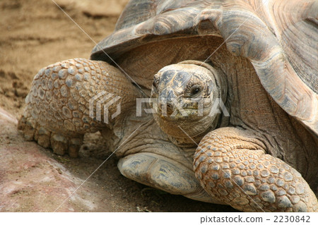 烏龜 非洲盾臂龜 甲殼 2230842