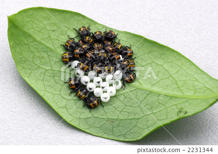 Ladybug is born (d 100530 - 023) 2231344