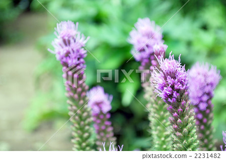 gayfeather, devil's bit, spike gayflower 2231482