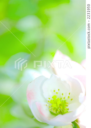 模糊自然 2231950