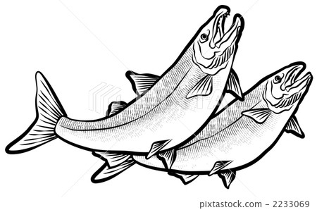 Salmon laying eggs Salmon laying eggs 2233069