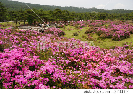 Ebino高地Azaigaoka的Miyama Kirishima 2233301