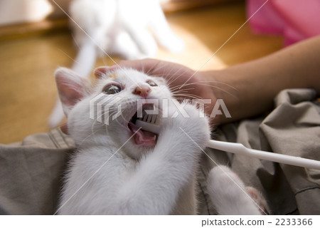 Kitten to brush teeth 2233366