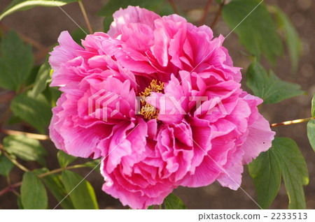 Peony 2233513