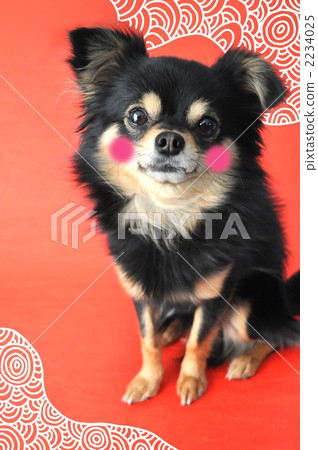 Black long coat outlet chihuahua