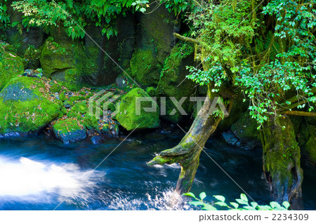 Mountain stream moss and fallen tree 2234309