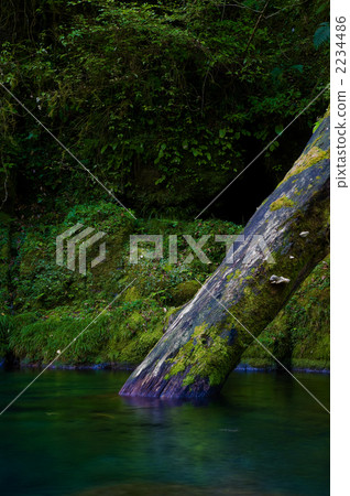 A fallen tree in a stream A fallen tree in a stream 2234486