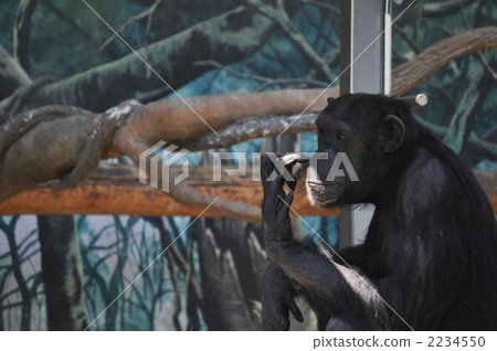 Chimpanzee 2234550