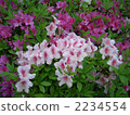 Flowers in full bloom 2234554