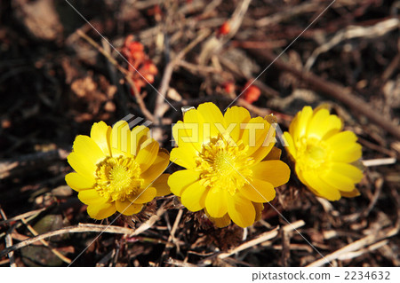 Fukuge Fukuge 2234632