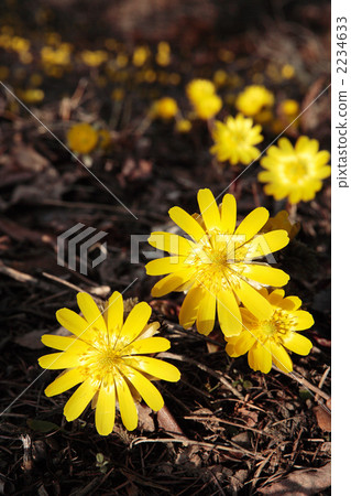 Fukuge Fukuge 2234633