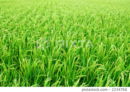 來自茨城縣的越光 2234768