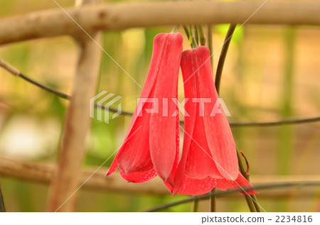 我在金代植物園採摘了一種罕見的智利國花。 2234816