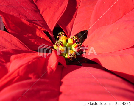  一品紅花 2234825