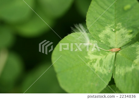 野草 雜草 植物 2234836