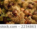 Tamba Chestnut Tamba Chestnut 2234863
