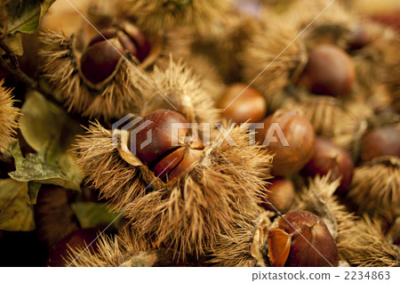 丹波板栗 2234863