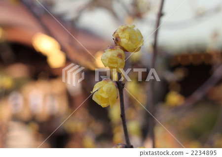 冬日溫情 梅花 驚愕 2234895