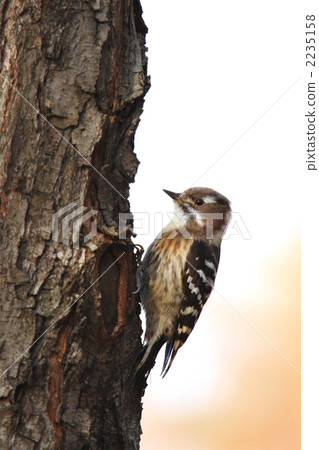 avian, pygmy woodpecker, animal 2235158