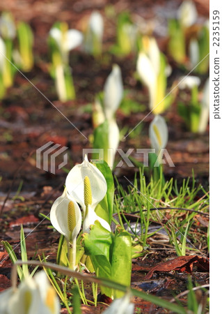 亞洲臭菘 高山植物 花朵 2235159
