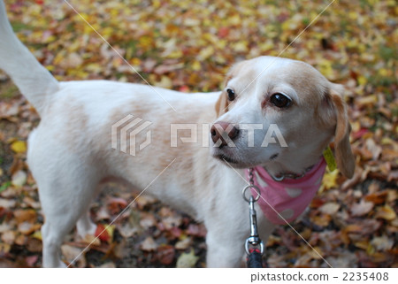 13 inch Beagle 13 inch Beagle 2235408
