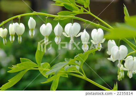 April Thai pine and poppy family 14 April Thai pine and poppy family 14 2235814