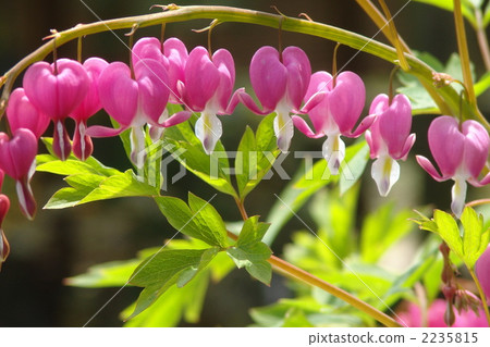 4月泰國phellaceae和罌粟科15 4月泰國phellaceae和罌粟科15 2235815